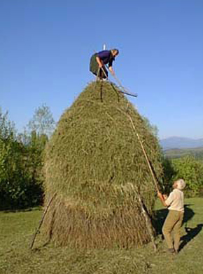 We gathered hay in summer and stacked it in the long-forgotten... 